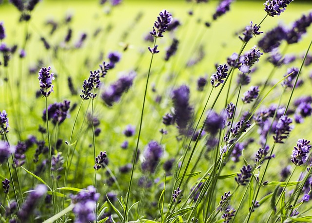 Free Lavender Flower photo and picture