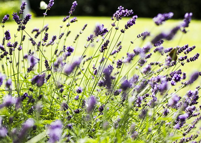 Free Lavender Flower photo and picture