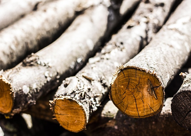 Free Wood Nature photo and picture