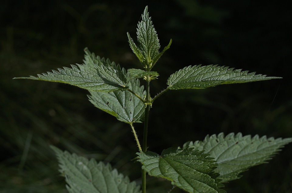 Uriga Urtiga Planta Medicinal Urtica - Foto gratuita no Pixabay - Pixabay