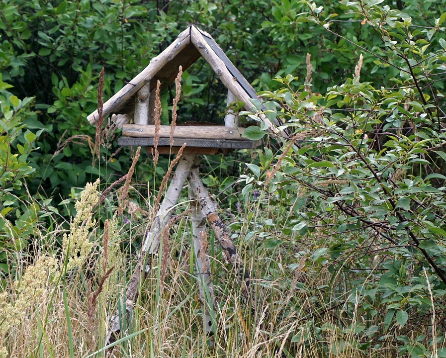 Bird Feeder Birch Abandoned Free Photo On Pixabay