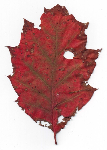 Blad, Alder, Rød, Visnet, Gammel, Høst