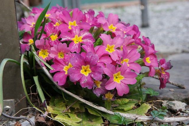 Sleutelbloem, Bloem, De Lente, Bloesem