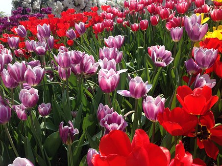 Lalea, Floare, Everland