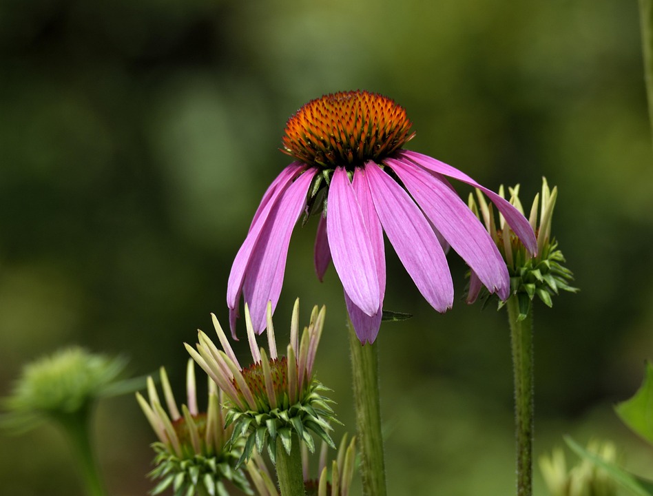 Cone Flower Beauty Blossom Free photo on Pixabay