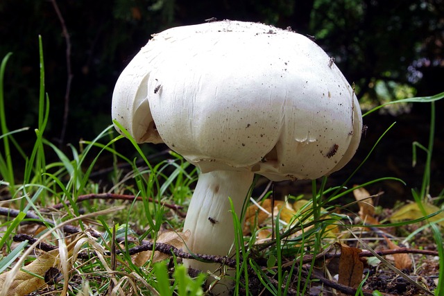Agaricus, Pilz, Pilze, Wald, Park, Wiese