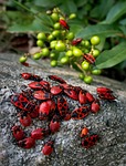 beetles, insects, event