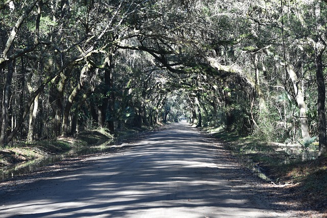Free Dirt Road Forest photo and picture
