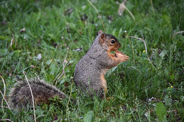 Free Squirrel Peanut photo and picture