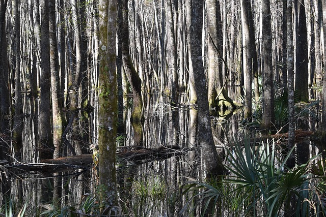 Free Trees Wetland photo and picture