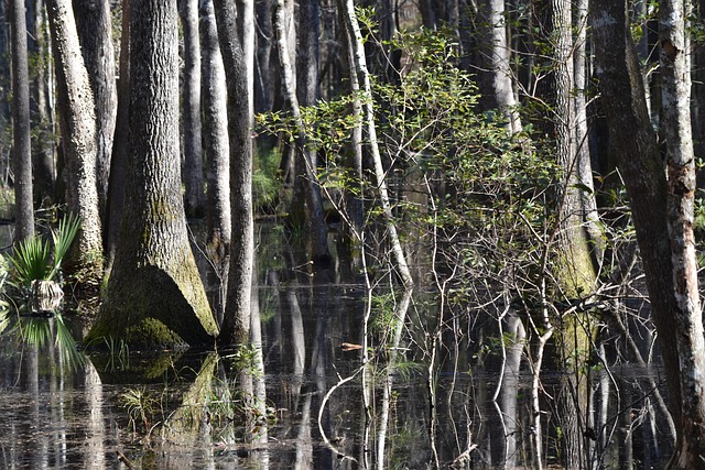 Free Wetland Tree photo and picture