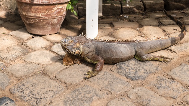 Leguan, Echse, Reptil, Schuppen