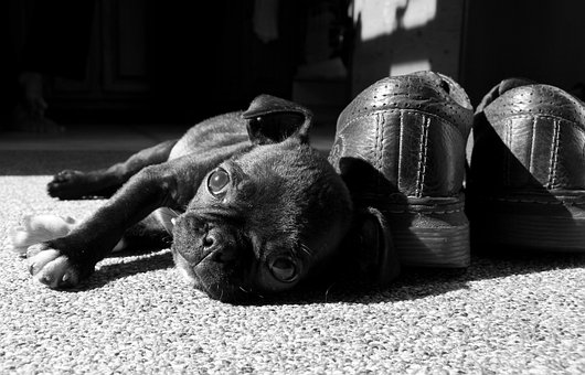 Free Pug Boston Terrier photo and picture
