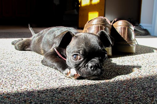 Free Pug Boston Terrier photo and picture