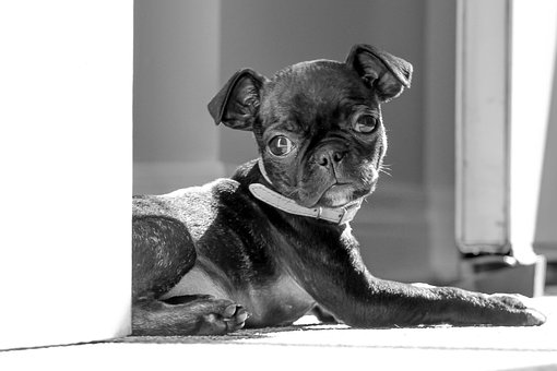 Free Pug Boston Terrier photo and picture