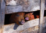 pig, pen, pigpen