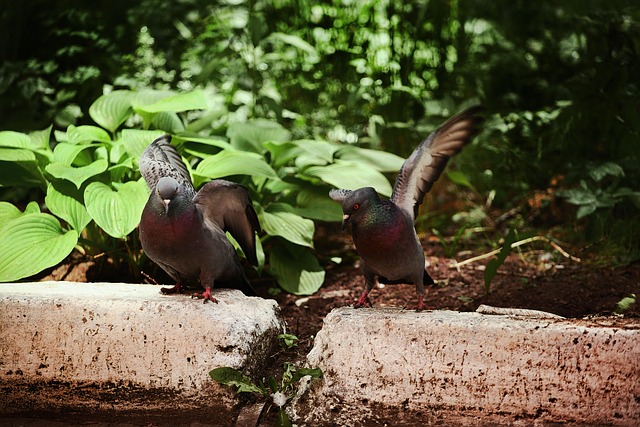 Free Pigeon Rivalry photo and picture