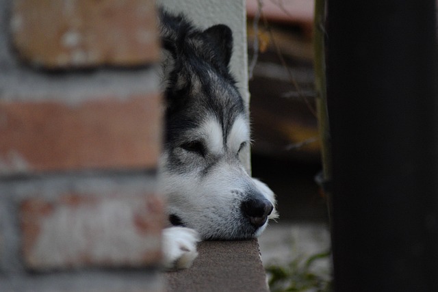 Free Alaskan-Malamute Malamute photo and picture