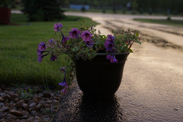 Free Flowers Floral photo and picture