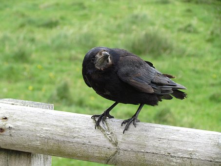 Free Bird Look photo and picture