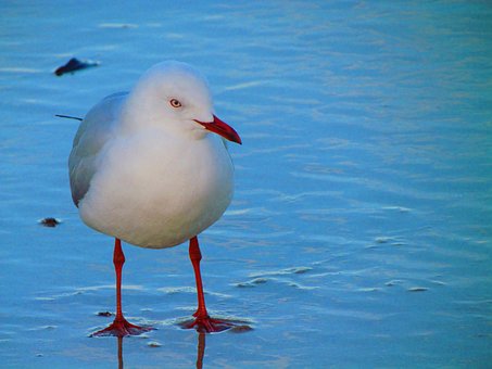Free Bird Look photo and picture