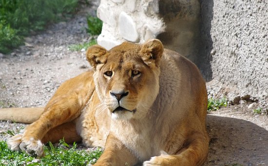 Free Lioness Animal photo and picture