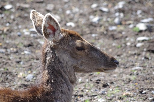 Free Doe Animal photo and picture