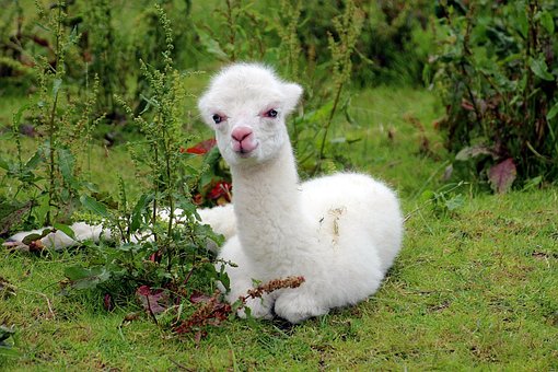 Alpaca, Vicugna Pacos, Pako, Andes