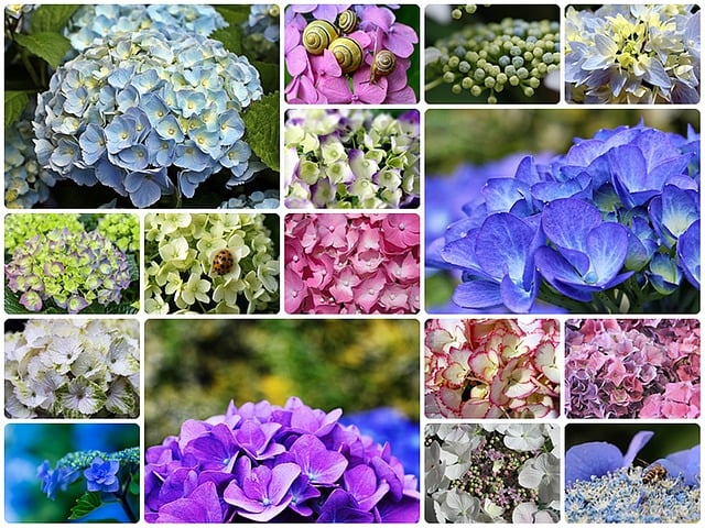 Free hydrangeas collage hydrangea collage illustration