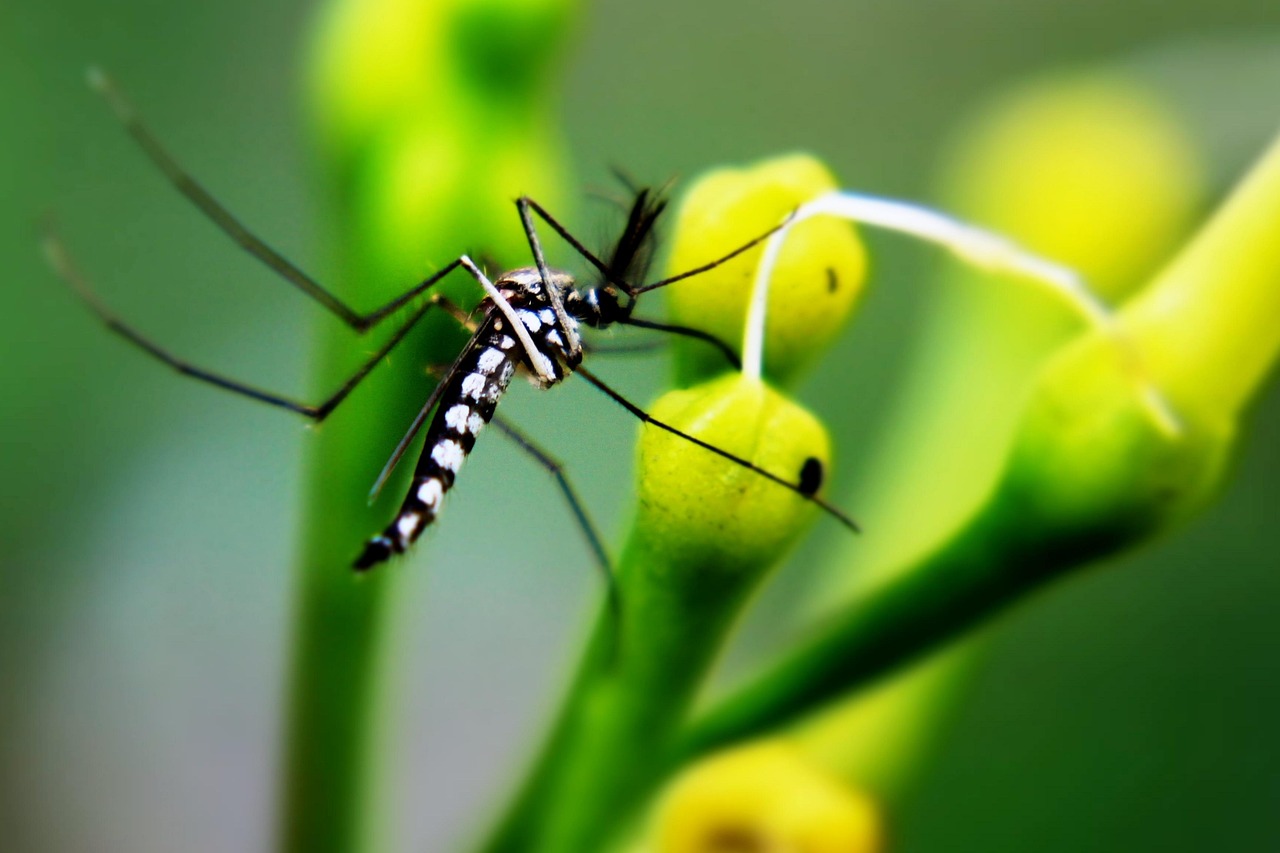 Mosquito Insect Animal Free photo on Pixabay Pixabay