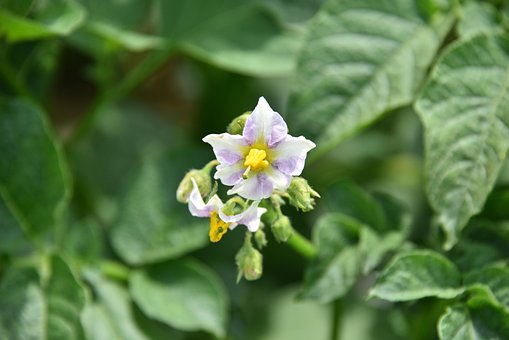 70以上の無料じゃがいもの花 花画像