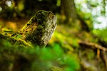tree, the bark, life