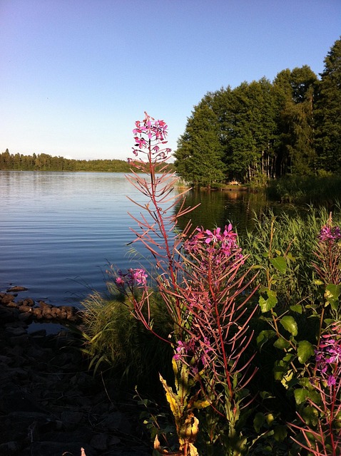 Free Lake Flowers photo and picture