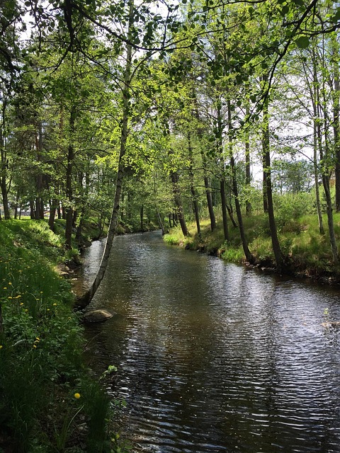 Free Water Deciduous Trees photo and picture