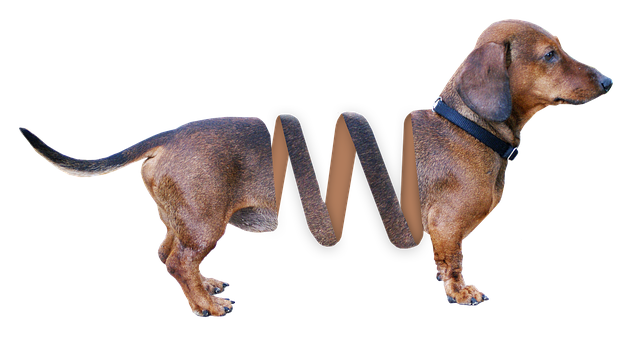 Dachshund, Câine, Animal, Maro