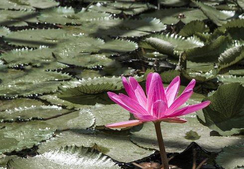 Lotus, Blume, Teich, Rosa, Blüte, Ruhig