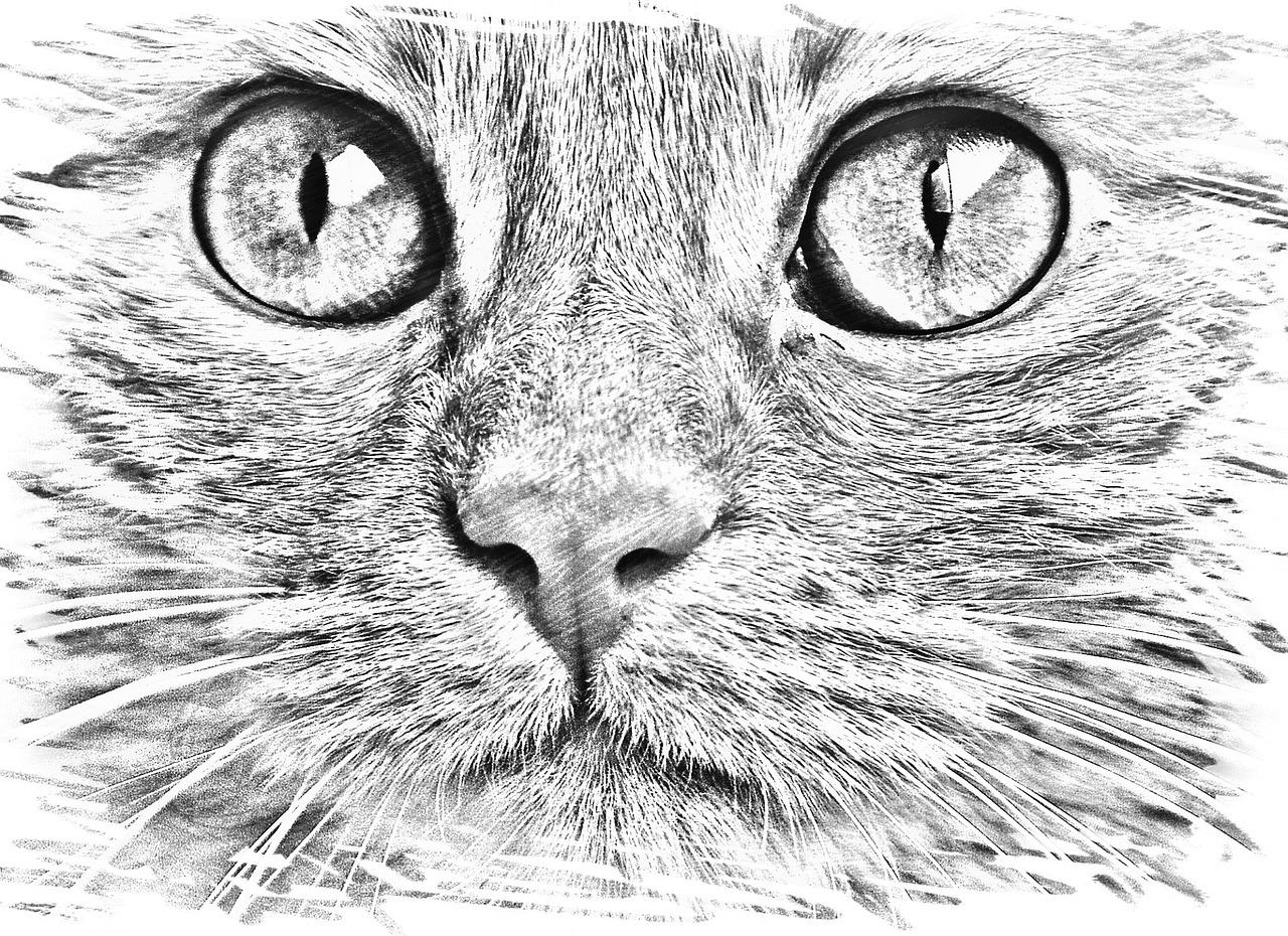 Plus De 80 000 Illustrations Gratuites De Chat Dessin Et De Chat Pixabay
