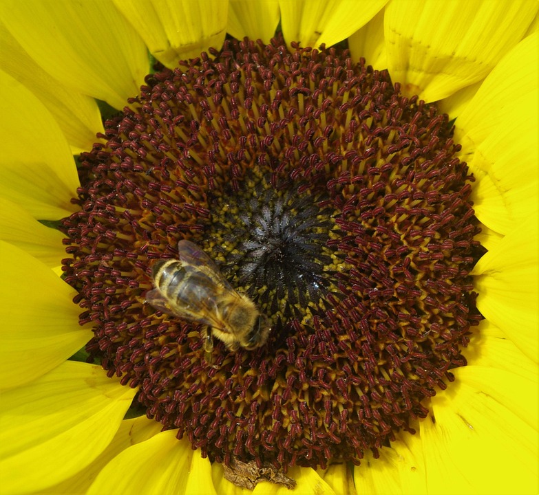 Sunflower Flower Bee - Free photo on Pixabay