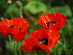 klatschmohn, triplets, rain field