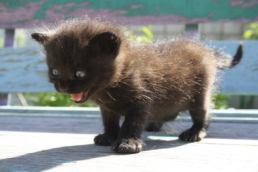 Angst, Schreck, Katze, Angstzustand