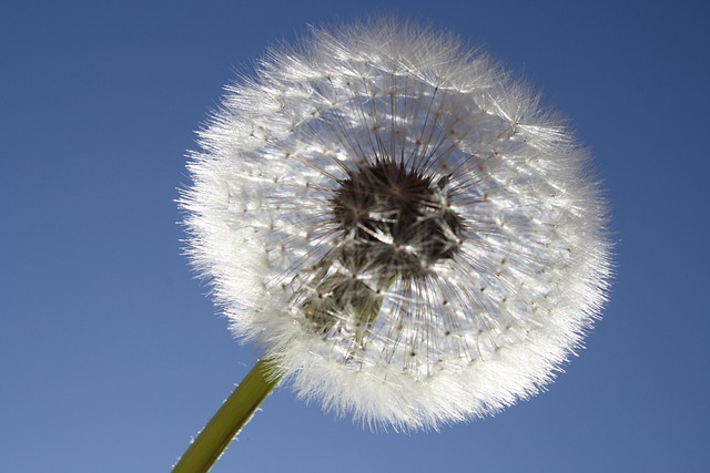 Free Sun Heaven photo and picture