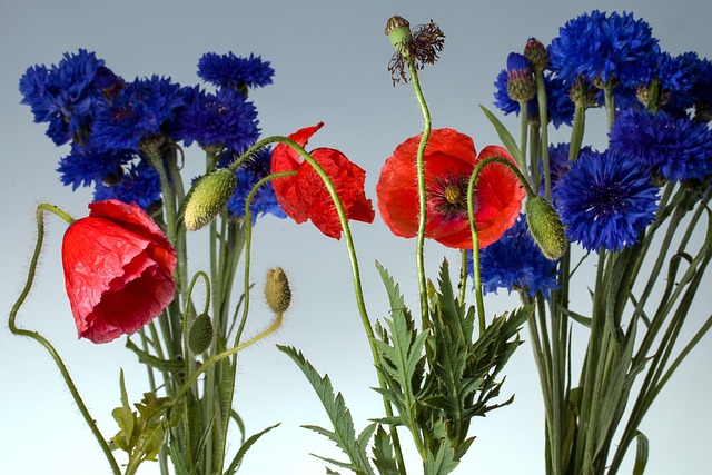 Free Corn Poppy Poppy photo and picture