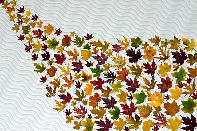 Free leaves foliage leaves maple illustration