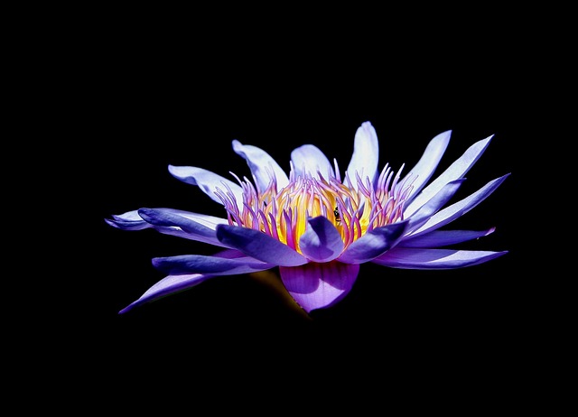 Lotus, Åkande, Blomst Tapet