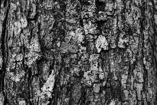 Free Texture Tree photo and picture