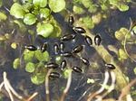 gyrinus natator, clerk water, water beetle