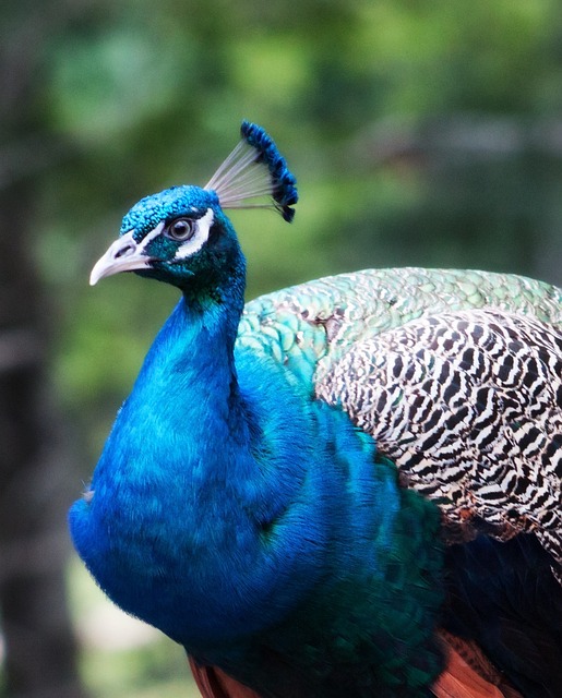 Pfau, Vogel, Blau, Bunt, Männlich, Natur