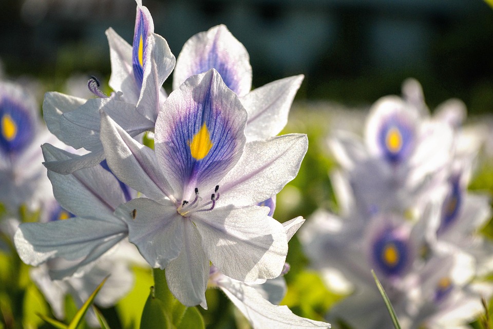 花畑 白青 花 Pixabayの無料写真