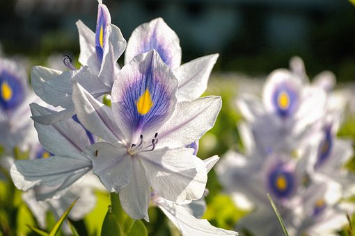 Free Flower Field White Blue photo and picture