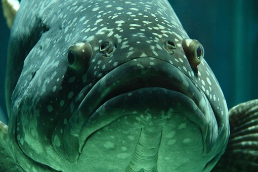 Free Fish Aquarium photo and picture